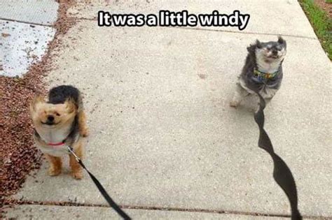 windy day pictures|funny windy day pictures.